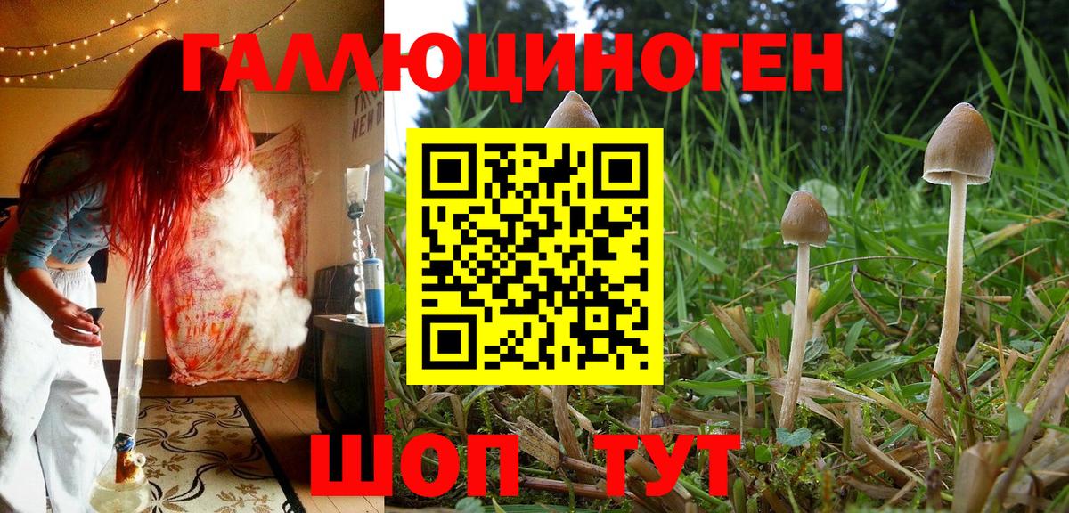 Псилоцибиновые грибы Psilocybe  Вход с VPN  Алапаевск  Псилоцибиновые грибы GOLDEN TEACHER 